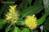 Schaueria calytricha / camar�o-amarelo-lim�o